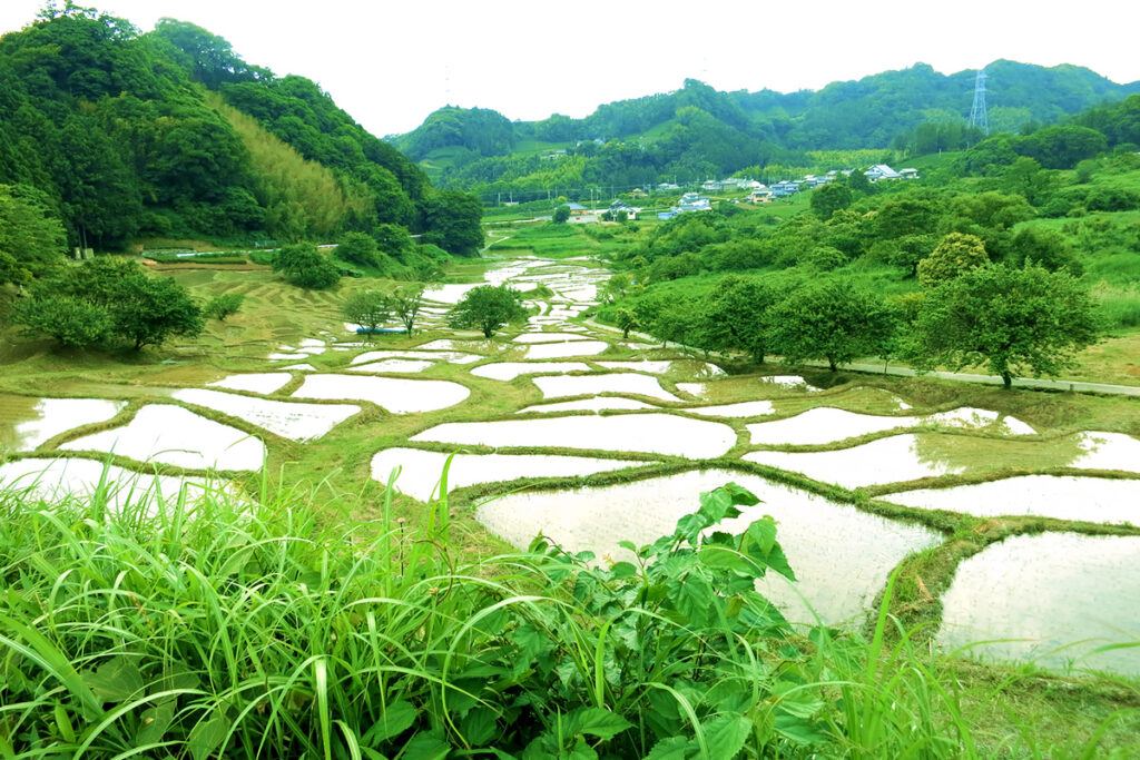 NPO法人せんがまち棚田倶楽部(菊川市)