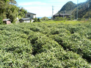 海の里 吉田村（賀茂郡南伊豆町）