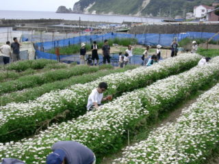 伊浜地区（賀茂郡南伊豆町）