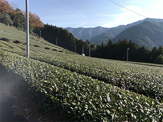 縁結びの村くのわき（榛原郡川根本町）