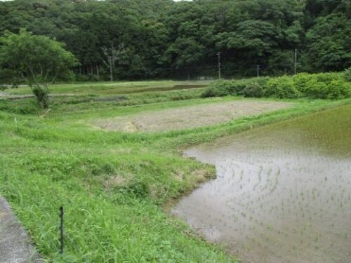 毛倉野水田を守る会（南伊豆町）