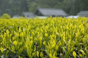 ４月29日（金）【浜松市天竜区】　新茶の初摘み体験会とお茶工場の見学会　参加者募集！