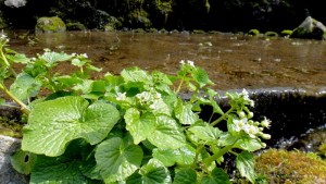 ６月18日（土）（伊豆市湯ヶ島）モミの木沢里山食楽舞「わさび植えつけ体験」【募集】