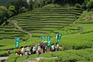 ５月１日（日）～６日（金）静岡茶発祥地！！奥長島だんだん茶畑でお茶摘み放題！！【無料】【要申込み】←こんな贅沢な機会は滅多にありません！！