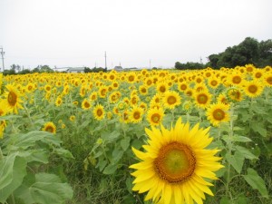 ８月７日（日）まで【浜松市西区】　ひまわり開花祭　開催！(ふじのくに美しく品格のある邑「村櫛」)