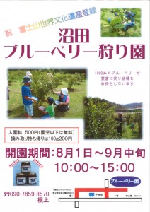 ８月１日（月）～９月中旬【御殿場市】沼田ブルーベリー狩り園　開園！(ふじのくに美しく品格のある邑「沼田ロマンチック街道」)