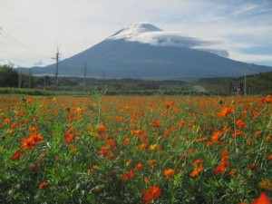 ９月17日（土）、18日（日）【裾野市】　第6回富士山すそのパノラマロード・コスモスまつりを開催（ふじのくに美しく品格のある邑「パノラマ遊花の里」）