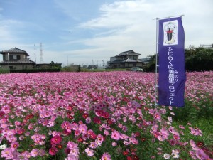 10月初旬【浜松市東区】　コスモスの花満開　見頃　（ふじのくに美しく品格のある邑「中ノ町地区」）