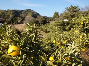 12月11日（日） 【藤枝市】ふるさとみかん山　みかん収穫体験（ふじのくに美しく品格のある邑「岡部本郷」）