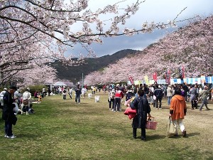 東伊伊豆町了承　花見写真