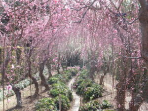 【浜松市】大草山昇竜しだれ梅園の梅が見頃です！