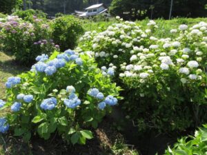 【小山町】カエルが一緒に散歩する？かもしれませんよ（笑）