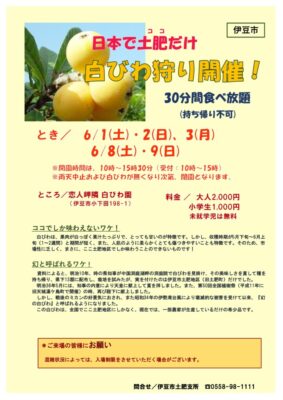 【伊豆市】日本で土肥だけ！　幻の「白びわ狩り体験」開催！