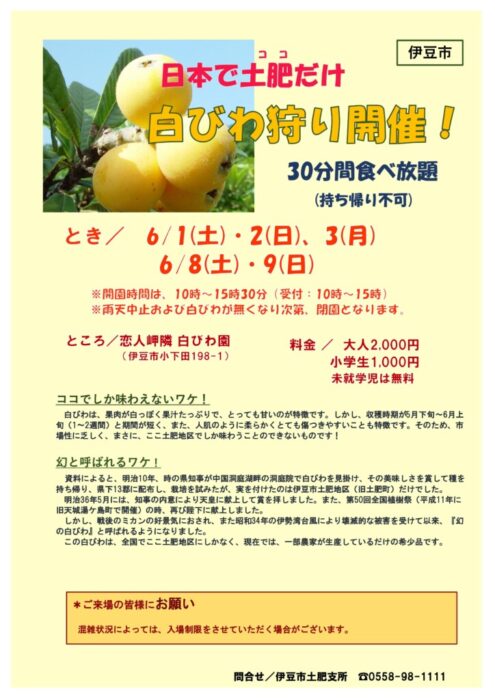 【伊豆市】日本で土肥だけ！ 幻の「白びわ狩り体験」開催！ | しずおか農山村サポーター むらサポ