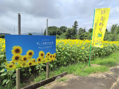 【富士市】岩本山とかりがね堤を守る会のひまわり畑が綺麗です！