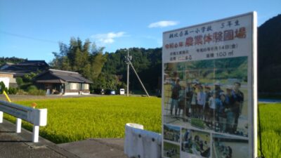 【藤枝市】朝比奈第一小学校と殿ふるさと会　稲作地域学習