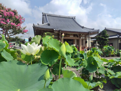 【富士市】代通寺　蓮の花が見頃を迎えています！