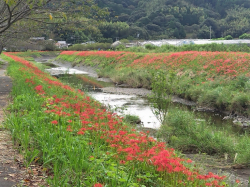 【藤枝市】しらふじの里 　彼岸花開花状況