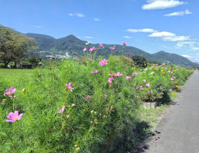 【富士市】かりがね堤のコスモスが咲き始めています！