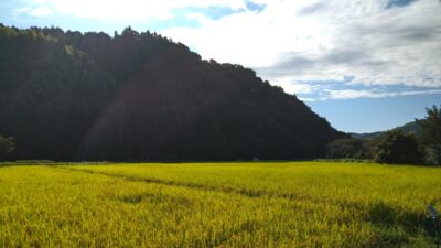 【藤枝市】ポラーノ農園 田園風景を次世代につなげる米作り