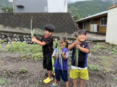 【川根本町】体験農場 恋がね農園　ネギ収穫体験