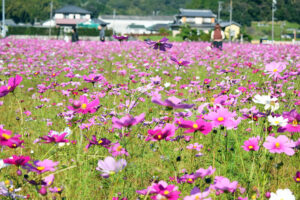 【藤枝市】殿のコスモスまつり 　今年も開催中！