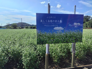 【富士市】岩本山とかりがね堤のそばの花が満開です！