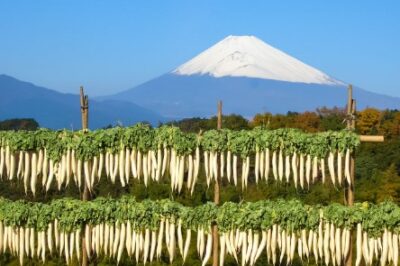 【三島市】大根干し体験！