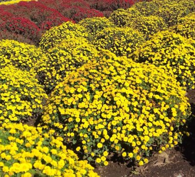 【富士市】今宮ふれあい公園近くのドーム菊が咲いています！